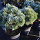 Pinus sylv. 'Doone Valley' 50 cm stam 10L
