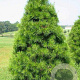 Pinus virginiana 'Top Knott' 25-30 cm 7,5L