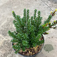 Podocarpus nivalis 'Jalako Red' 15-20 cm 2,0L