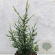 Sequoia sempervirens 'Lightning' 50-60 cm 7,5L