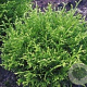 Thujopsis dolabrata 'Nana' 30-40 cm 7,5L