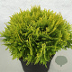 Thuja occ. 'Amber Glow' 20-25 cm 3,0L