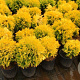 Thuja occ. 'Amber Glow' 20-25 cm 3,0L