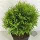 Thuja occidentalis 'Danica Aurea' 40-50 cm 10L