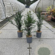 Taxus baccata 60-80 cm 3,5L