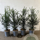 Taxus baccata 60-80 cm 3,5L