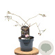 Sambucus nigra Black Beauty 40-60 cm 3,0L