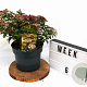 Viburnum tin. 'Eve Price' 40-50 cm 5,0L