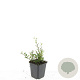 Cotoneaster radicans 'Eichholz' GM P9