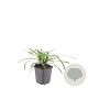 Liriope muscari 'Big Blue' GM P9