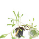 Persicaria aff. 'Superba' GM P9
