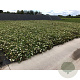 Potentilla f. 'Abbotswood' 30-40 cm C1.5