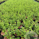 Potentilla f. 'Limelight' 30-40 cm C1.5