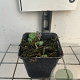 Sedum 'Herbstfreude' GM P9