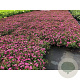 Spiraea jap. 'Anthony Waterer' 30-35 cm C1.5