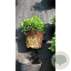 Spiraea jap. 'Japanese Dwarf' 20-25 cm C1.5