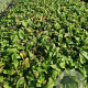Symphytum grandiflorum GM P9