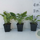Symphytum grandiflorum GM P9
