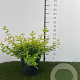 Abelia grandifl. 'Kaleidoscope' 25-30 cm 3,0L