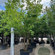 Acer buergerianum 300-350 cm cont. 180L
