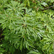 Acer japonicum 'Green Cascade' 200-250 cm cont. 180L breed