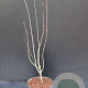 Acer pal. 'Atropurpureum' 60-80 cm 5,0L
