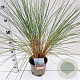 Ammophila arenaria 50-60 cm 4,0L
