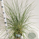 Ammophila arenaria 50-60 cm 4,0L