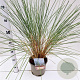 Ammophila arenaria 50-60 cm 4,0L