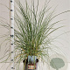Ammophila arenaria 50-60 cm 4,0L