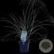 Ammophila arenaria GM  P11