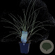 Ammophila arenaria GM  P11