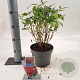 Buddleja dav. 'Butterfly Candy Little Bubblegum'® 30-35 cm 3,0L