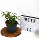 Buddleja weyer. 'Flower Power' 30-50 cm 2,0L
