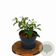 Buddleja weyer. 'Flower Power' 30-50 cm 2,0L