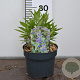Caryopteris cland. Grand Bleu 30-40 cm 3,0L