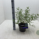 Caryopteris cland. 'Kew Blue' 30-40 cm 3,0L