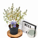 Caryopteris cland. Sterling Silver 30-40 cm 3,0L