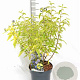 Caryopteris cland. 'Summer Sorbet' 30-40 cm 3,0L