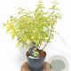 Caryopteris cland. 'Summer Sorbet' 30-40 cm 3,0L
