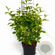 Callicarpa jap. 'Leucocarpa' 40-50 cm 3,0L met bes