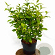 Callicarpa jap. 'Leucocarpa' 40-50 cm 3,0L met bes