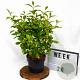 Callicarpa jap. 'Leucocarpa' 40-50 cm 3,0L met bes