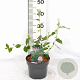 Ceanothus del. 'Gloire de Versaille 30-40 cm 3,0L