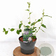Ceanothus del. 'Gloire de Versaille 30-40 cm 3,0L