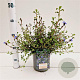 Ceratostigma griffithii 25-30 cm 2,5L