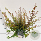 Ceratostigma griffithii 25-30 cm 2,5L
