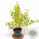 Cornus sang. 'Winter Beauty' 40-60 cm 5,0L