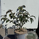Euonymus alat. 'Compactus' 25-30 cm 3,0L
