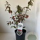 Euonymus alat. 'Compactus' 25-30 cm 3,0L